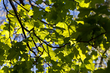young green maple foliage in spring