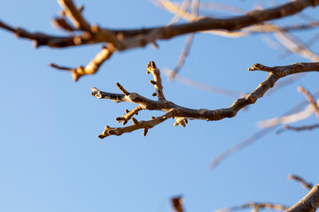 tree branches against the blue sky