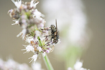 Ne Fliege mal in Nah