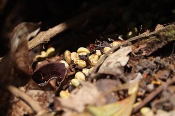 Natural raw coffee beans which has been scattered in coffee estate by rats which is exposed to sunlight and is under coffee dry leaves.