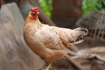 Indian local hen standing and cleaning its body with local nature background.