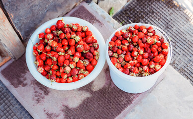 Strawberries in plastic buckets.