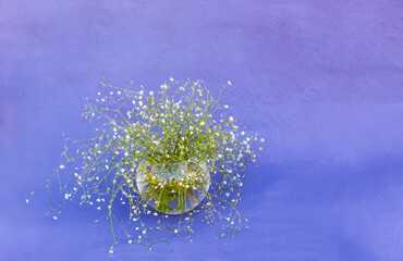 Floral composition on purple background. Wildflowers in a glass vase. 