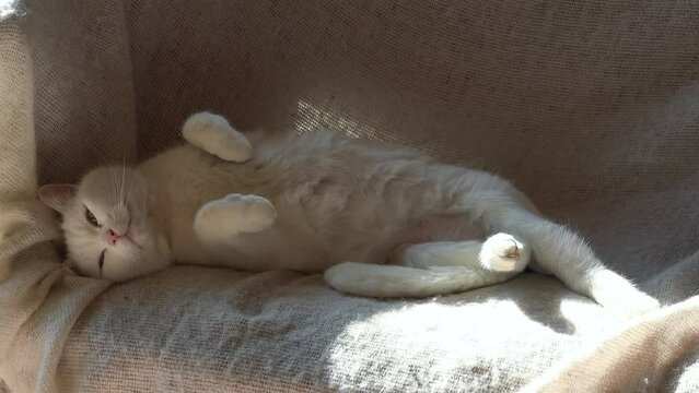 Wei&szlig;e Katze liegt auf dem Sofa in der Sonne und r&auml;kelt sich (heller Hintergrund)