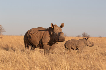 White Rhino with calf, South Africa