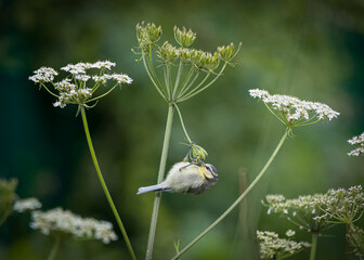 Juvenile Blue Tit looking for insects