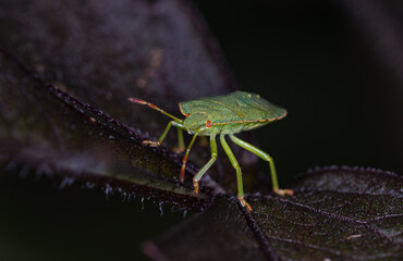 Green Shieldbug