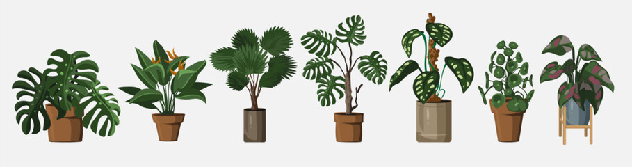 Set of vector detailed house or office plant for interior design and decoration.Tropical and Mediterranean plant for interior decor of home or office