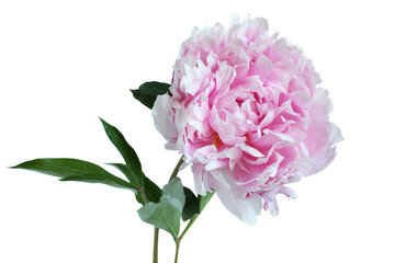 Light pink peony flower on white background. Closeup