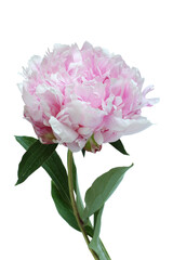 Light pink peony flower on white background. Closeup