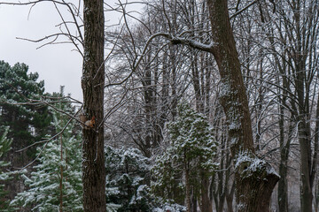 Image of trees in a winter park.