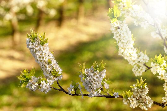 White flowers on plum tree branches on blurred background with sunbeams through branches, banner, art poster © framarzo