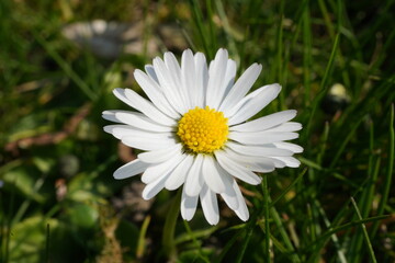 Isolierte Blüte einer Gänseblume