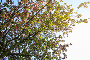 Blooming trees in a spring park. Seasonal flowering. 