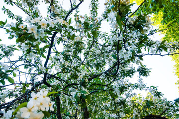 Blooming trees in a spring park. Seasonal flowering. 