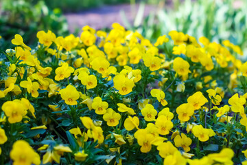 Pansy flowers in a spring garden. Spring plants in bloom.