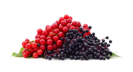 Viburnum and elderberry berries.