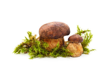 Two brown mushrooms with moss.