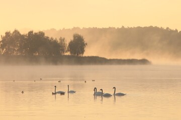 Obraz na płótnie Canvas Swans on the lake at sunrise