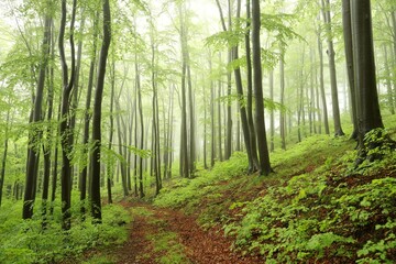 Naklejka premium Beech trees in autumn forest on a foggy, rainy weather