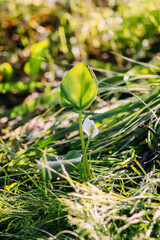 Lysichiton camtschatcensis plant growing near the pond.