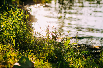 Green grass in sunlight near the lake. Wild nature in summer day close up. 