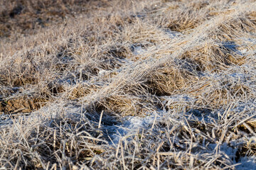 grass covered with ice and frost in the winter season