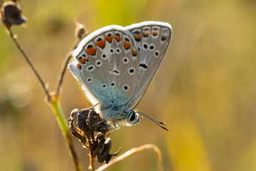 Butterfly Polyommatus Icarus which sits on a dry grass