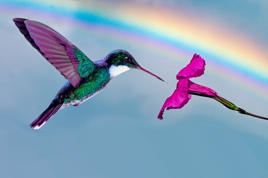Colibr&iacute; garganta blanca superpuesto en imagen de arcoiris.