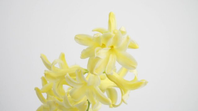 A flowering Hyacinth Yellowstone, the plant florets view in an extreme close-up on white background. Beautiful houseplant and outdoor flowers sample that blossom in the spring season.
