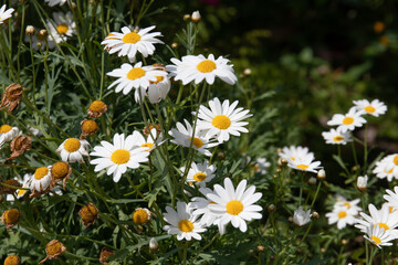 Blooming white Daisy flower meadow