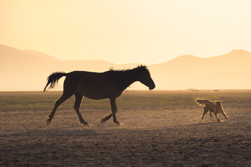Fototapeta na wymiar Yilki horse and dog