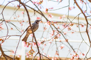 東京江戸川区　旧中川の大寒桜の枝に止まったヒヨドリ