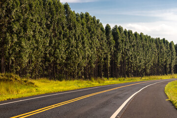 Eucalyptus forest plantation and empty highway in Brazil