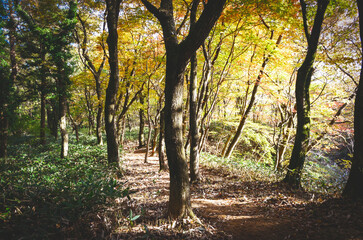 sunlight in the forest