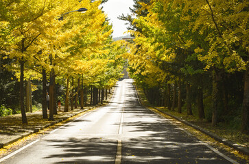 road in autumn