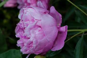 Fototapeta premium pink rose flower close up