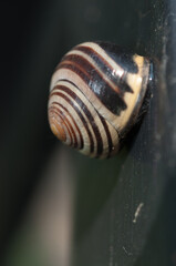 snail on a surface