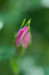 pink rose bud on a green bokeh background