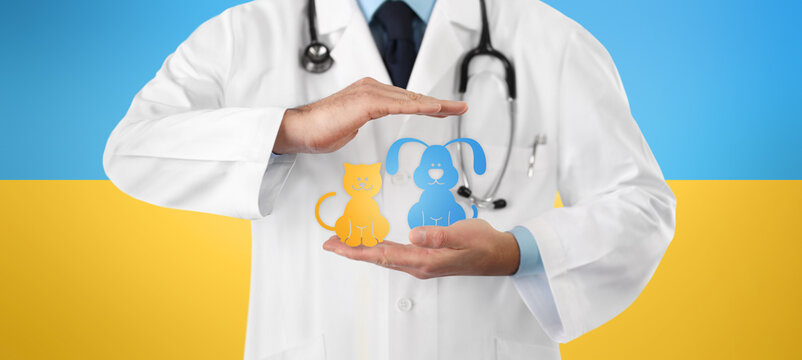 peace and stop the war in Ukraine, medical aid concept, close-up of doctor hands showing the symbol of animals. Isolated on yellow and blue colors of the flag of Ukraine.