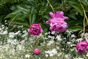 Paeonia blossoms in pink and white Gypsophila Repens in the garden