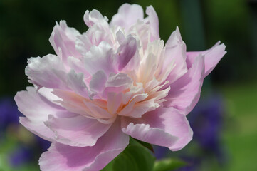 close up of a ruffled paeonia flower