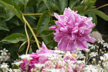 Paeonia blossoms and Gypsophila Repens