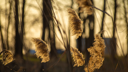 ears of wheat on sunset