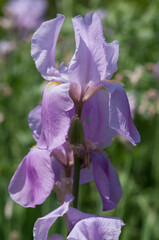 violet iris blossom spike in the garden