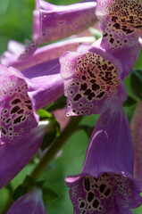 Digitalis or foxglove blossoms with spots up close © eugen