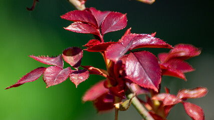 close up of a rose