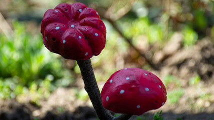red poppy in the garden