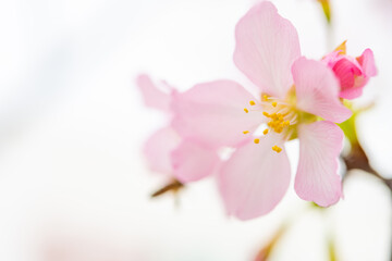 blooming cherry blossom close up at horizontal composition