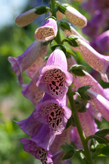 isolated purple Digitalis or foxglove spike © eugen